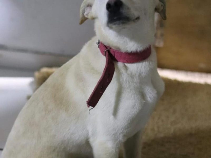 Jake (Adoção Urgente)