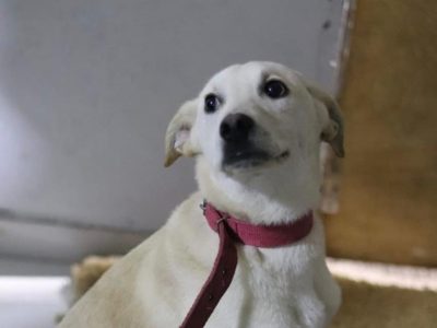 Jake (Adoção Urgente)