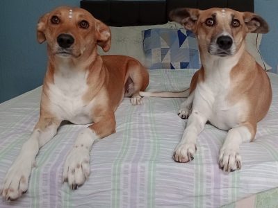 2 Cães (Adoção Urgente)