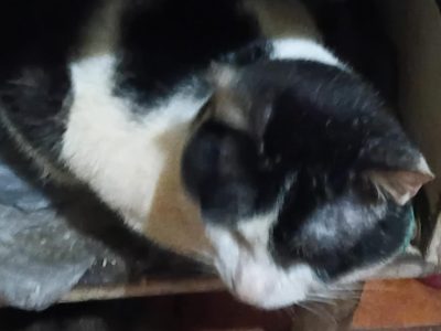 5 Gatos (Adoção Urgente)