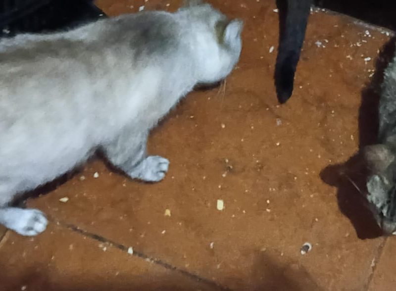 5 Gatos (Adoção Urgente)