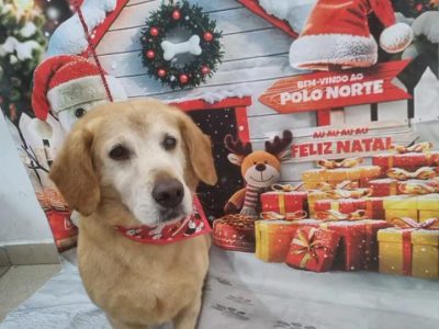 2 Cães (Adoção Urgente)