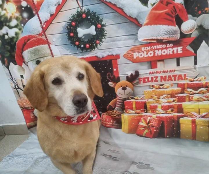 2 Cães (Adoção Urgente)