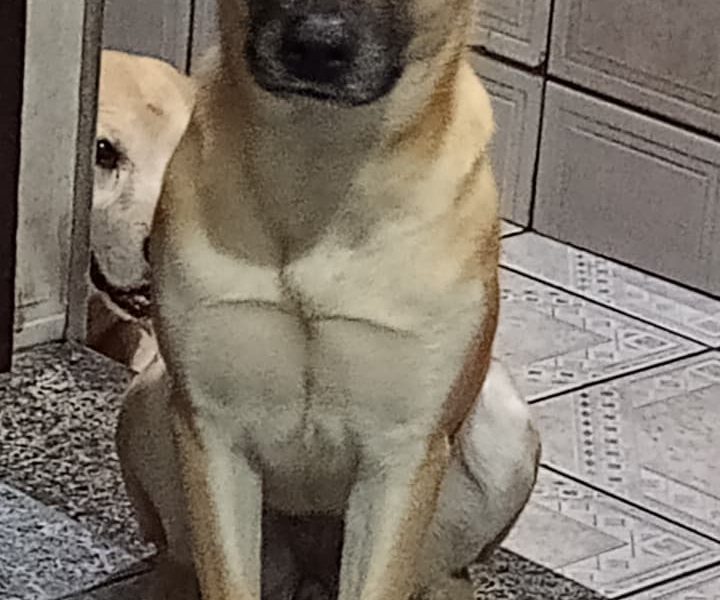 2 Cães (Adoção Urgente)
