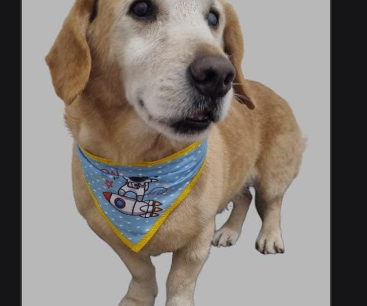 2 Cães (Adoção Urgente)