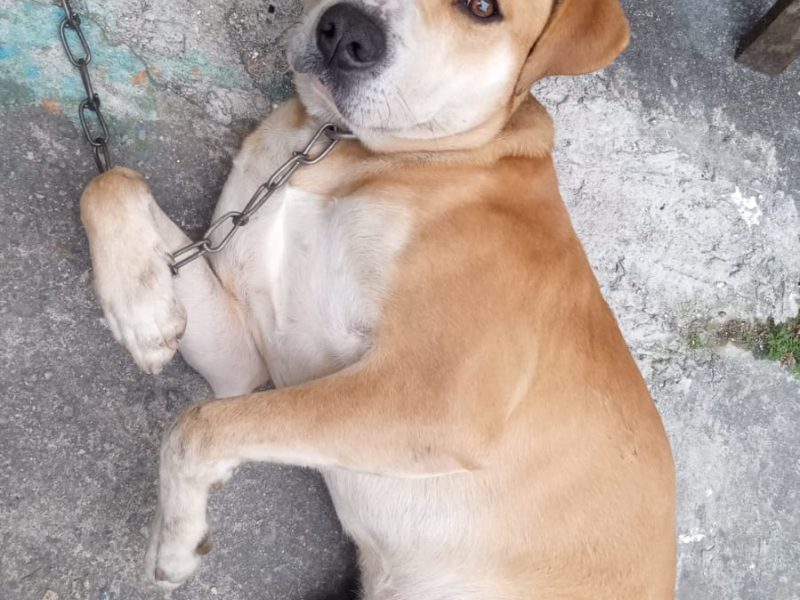 Porte M (Adoção Urgente)