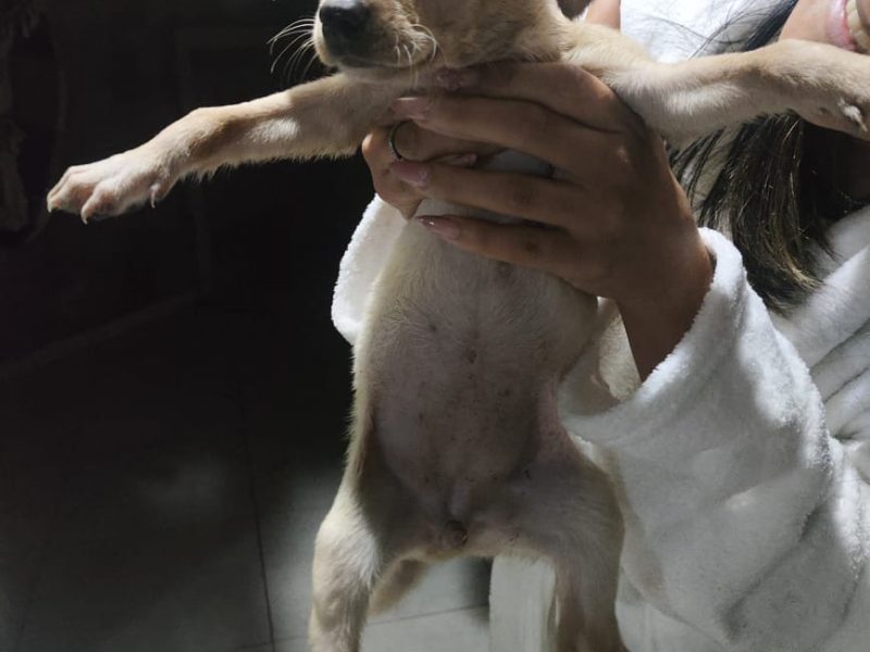 2 Filhotes (Adoção Urgente)