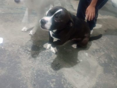 3 Cães (Adoção Urgente)