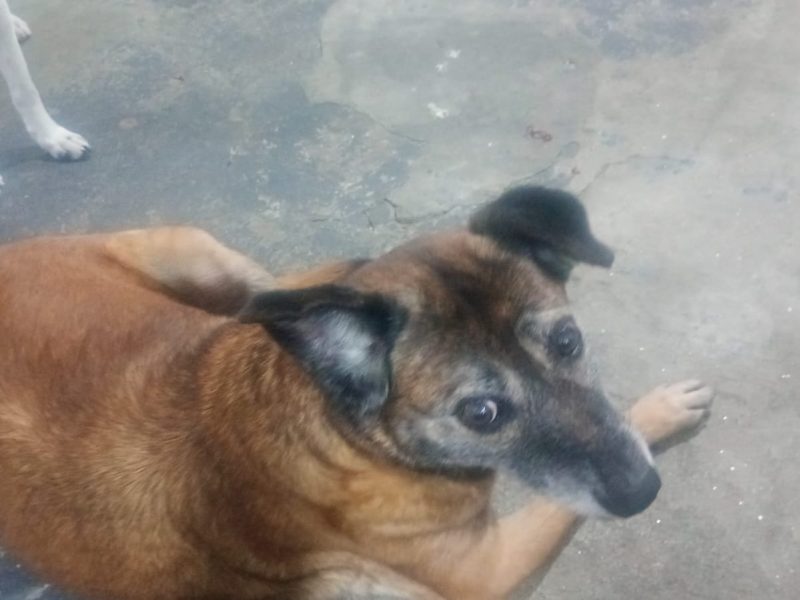 3 Cães (Adoção Urgente)