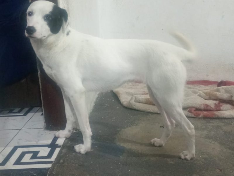 3 Cães (Adoção Urgente)