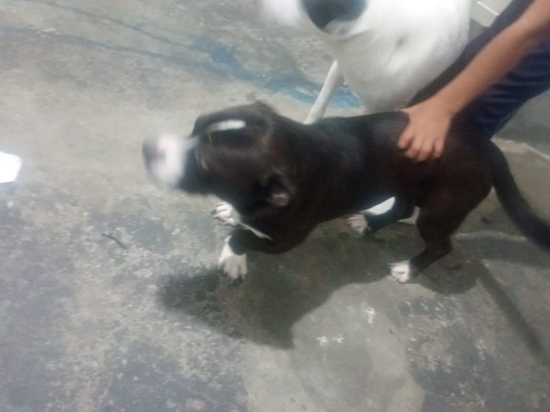 3 Cães (Adoção Urgente)