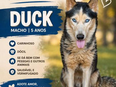 Duck (Adoção Urgente)