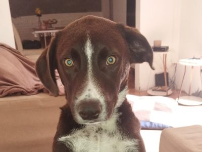 Joaquim (Adoção Urgente)