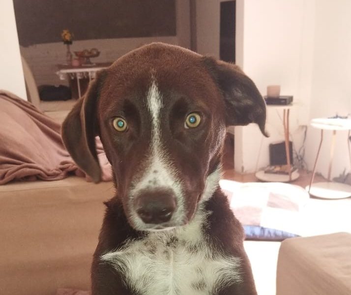 Joaquim (Adoção Urgente)