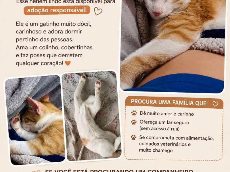 Porte M (Adoção Urgente)