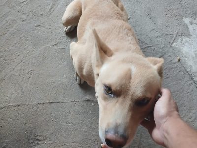 Porte P/M (Adoção Urgente)