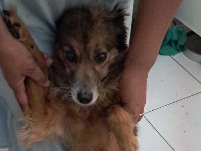 Belinha (Adoção Urgente)