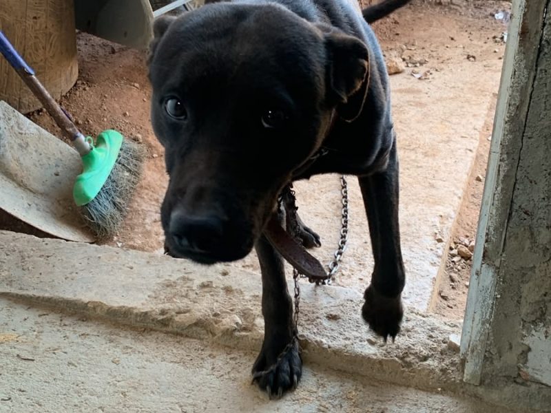 Apolo (Adoção Urgente)