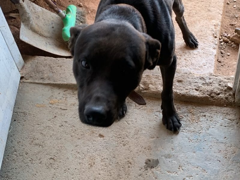 Apolo (Adoção Urgente)