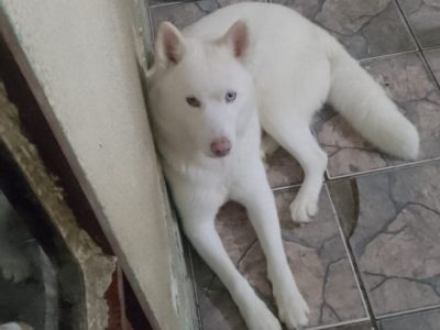 3 Cães (Adoção Urgente)