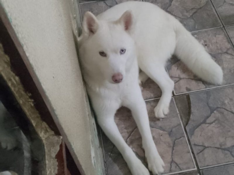 3 Cães (Adoção Urgente)