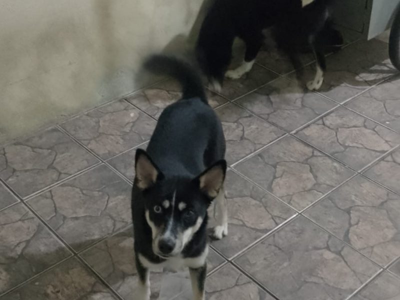 3 Cães (Adoção Urgente)