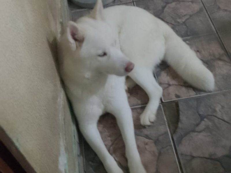 3 Cães (Adoção Urgente)