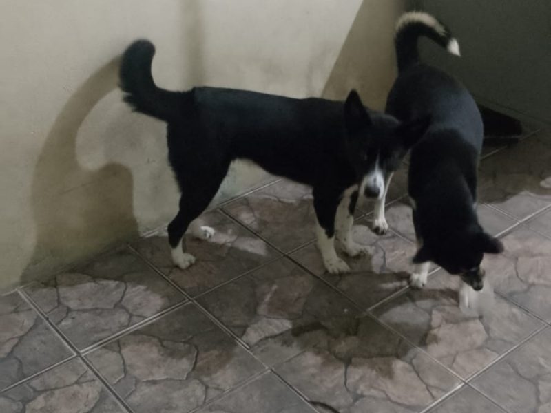 3 Cães (Adoção Urgente)