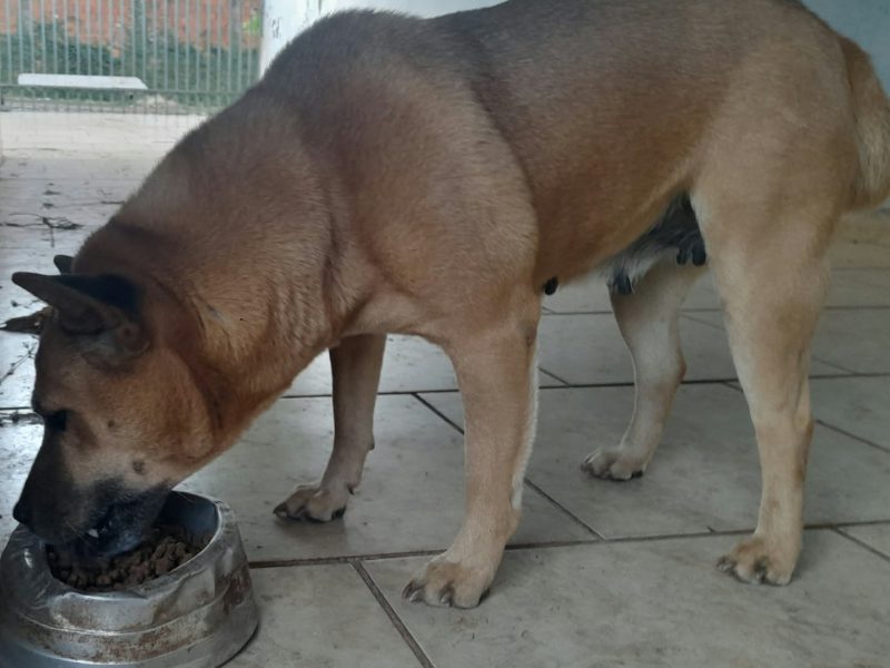 2 Cães (Adoção Urgente)