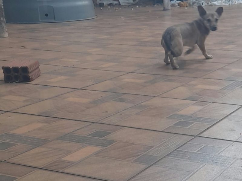 2 Cães (Adoção Urgente)
