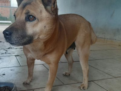 2 Cães (Adoção Urgente)