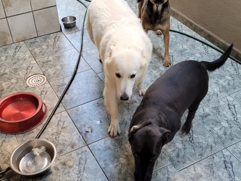 3 Cães (Adoção Urgente)