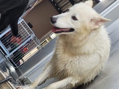 3 Cães (Adoção Urgente)