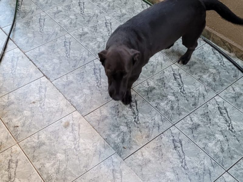 3 Cães (Adoção Urgente)