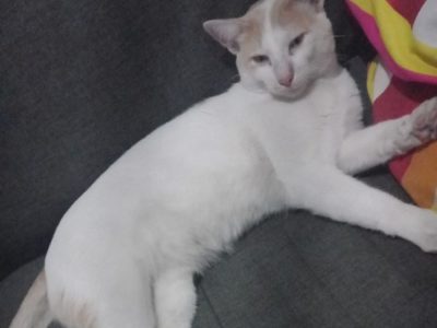 Porte M/P (Adoção Urgente)