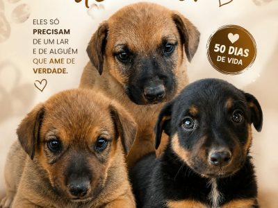 Filhotes (Adoção Urgente)