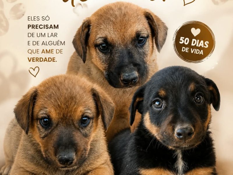 Filhotes (Adoção Urgente)