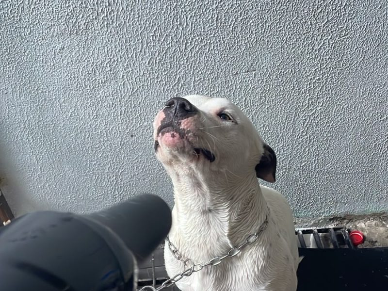 Ragnar (Adoção Urgente)