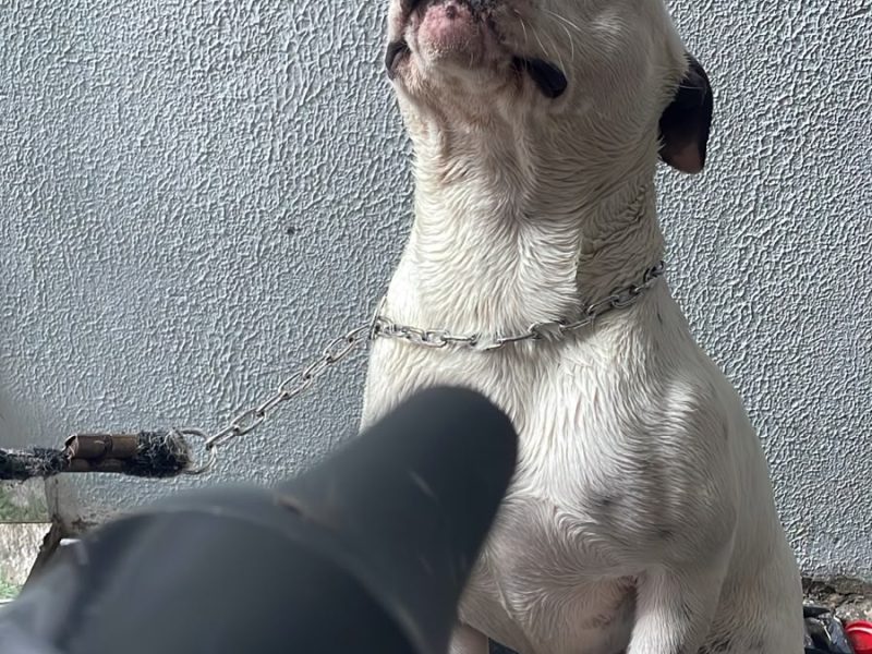 Ragnar (Adoção Urgente)