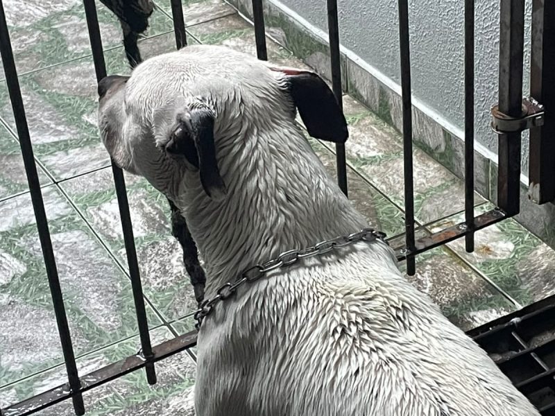 Ragnar (Adoção Urgente)