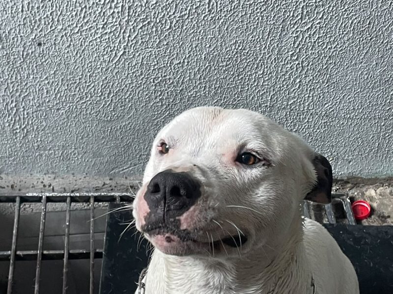 Ragnar (Adoção Urgente)
