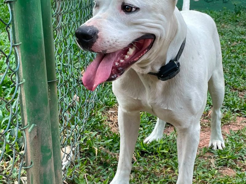 Ragnar (Adoção Urgente)