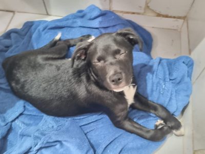 Porte M/P (Adoção Urgente)