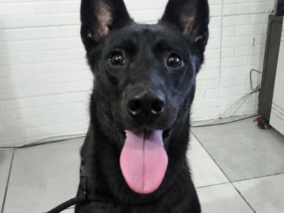 Kiara (Adoção Urgente)