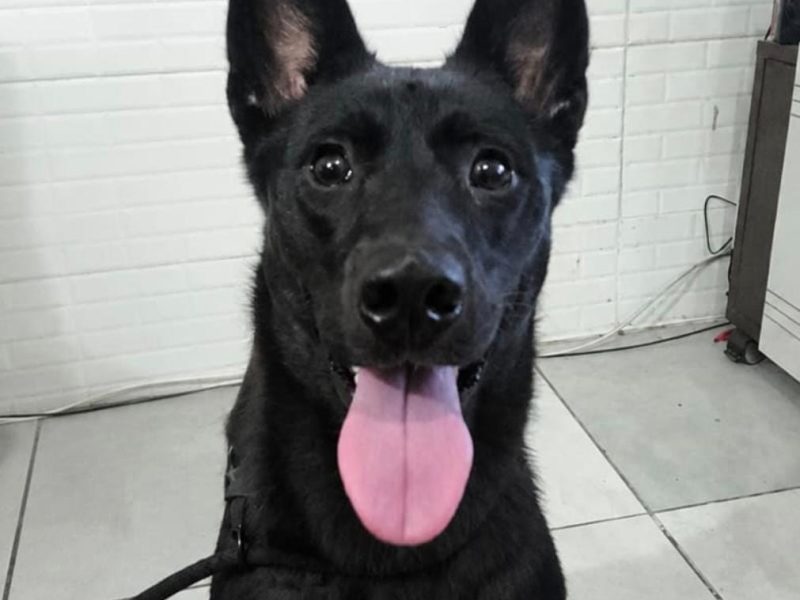 Kiara (Adoção Urgente)