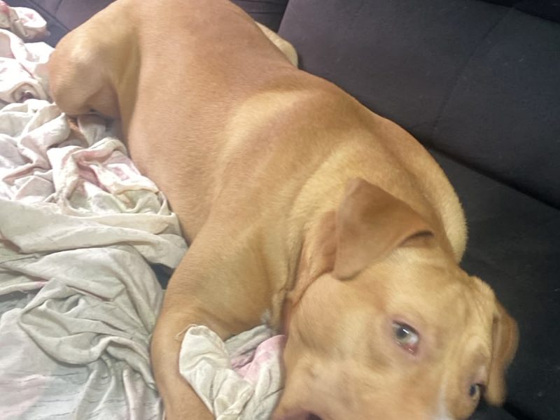 Simba (Adoção Urgente)