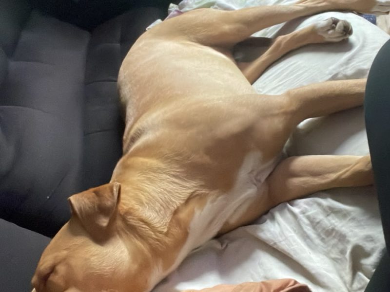Simba (Adoção Urgente)