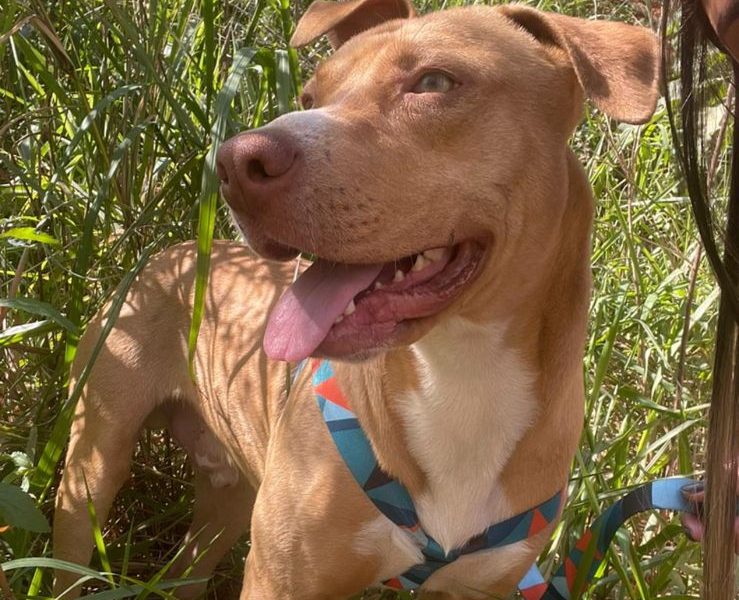 Simba (Adoção Urgente)