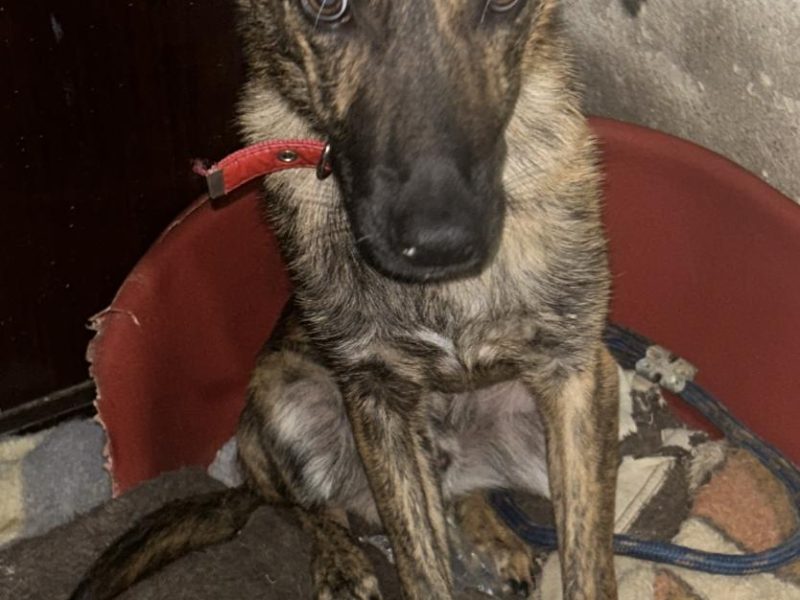 Tico e Teco (Adoção Urgente)