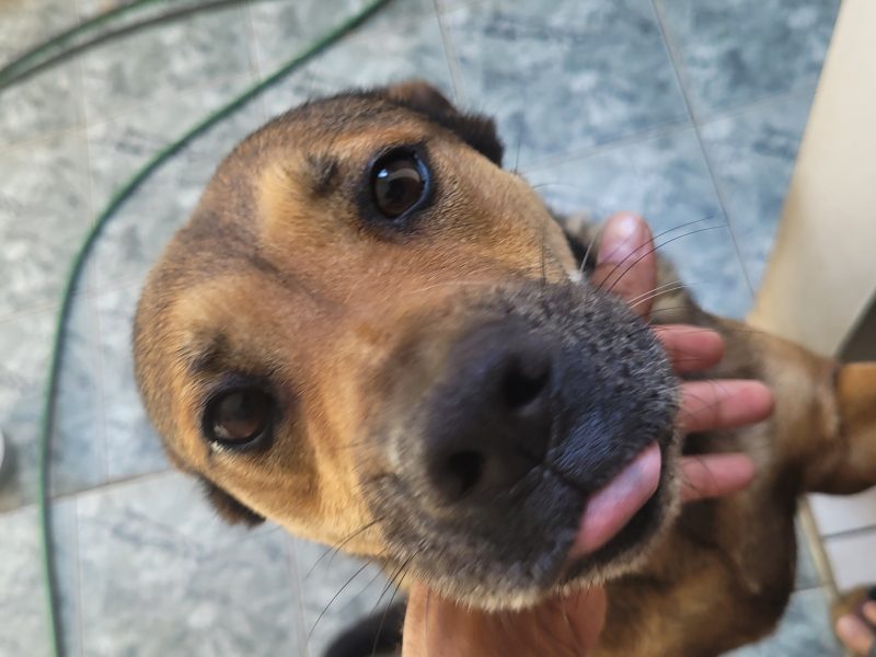 3 Cães (Adoção Urgente)